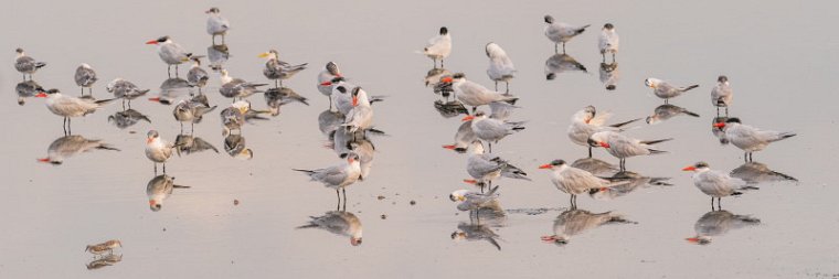 104 Bundala NP, reuzenstern en bengaalse stern.jpg